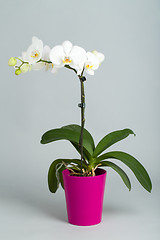 Image showing romantic white orchid