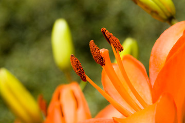 Image showing Detail of flowering orange lily