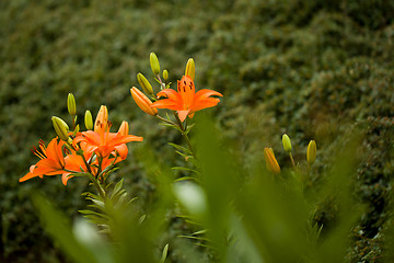 Image showing Detail of flowering orange lily