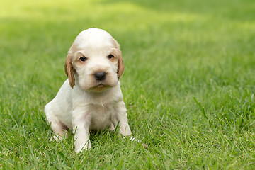 Image showing Looking English Cocker Spaniel puppy