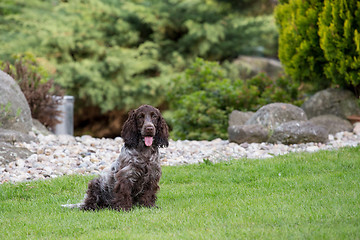 Image showing outdoor portrait of english cocker spaniel