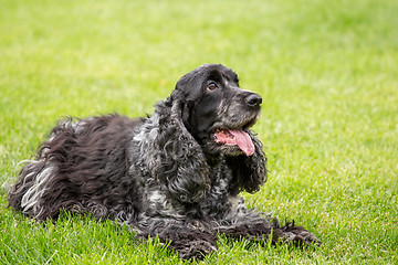 Image showing outdoor portrait of english cocker spaniel