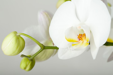 Image showing romantic branch of white orchid