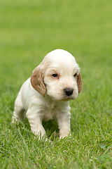 Image showing Looking English Cocker Spaniel puppy