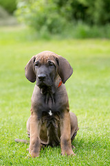 Image showing young puppy of Fila Brasileiro (Brazilian Mastiff)