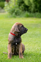 Image showing young puppy of Fila Brasileiro (Brazilian Mastiff)