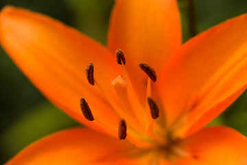 Image showing Detail of flowering orange lily