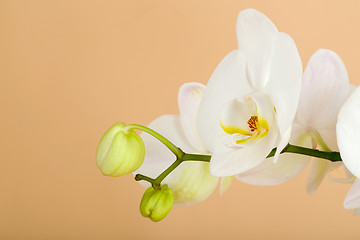 Image showing romantic branch of white orchid