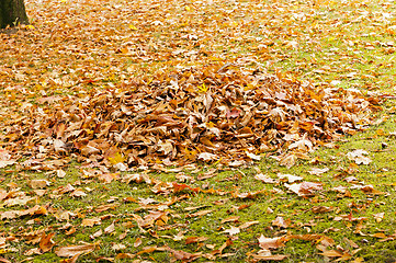 Image showing fallen leaves of trees  