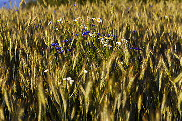 Image showing wild flowers in wheat field 