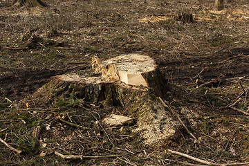 Image showing old sawn trees.  