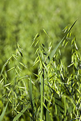 Image showing ear in a field of oats  