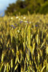 Image showing ears of rye  