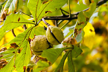 Image showing chestnuts on a tree branch  