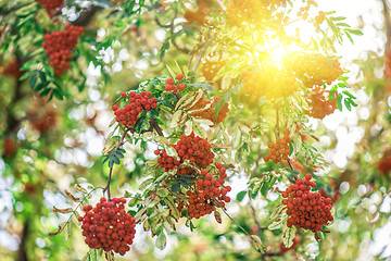 Image showing rowan-tree with rowanberry