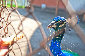 Image showing Human hand feeding peacock 