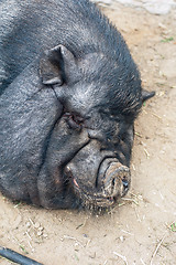 Image showing sleeping black pig