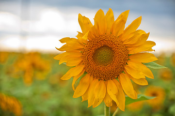 Image showing beautiful sunflowers at field 