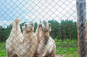 Image showing Photo of camels