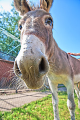 Image showing Donkey closeup portrait