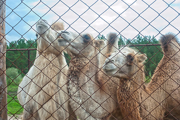 Image showing Photo of camels