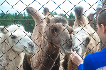 Image showing woman feeding camels