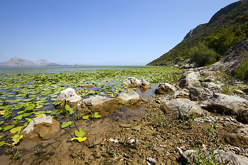 Image showing the lake . summertime  