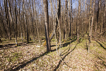 Image showing spring wood .  flowers