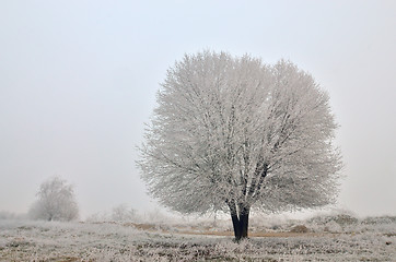 Image showing Lonely tree in a field