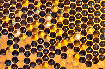 Image showing honey in honeycombs