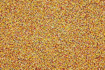 Image showing corn .  after last harvesting