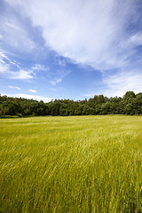 Image showing windy weather in the agricultural field  