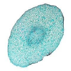 Image showing Vicia faba root micrograph