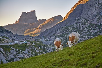 Image showing Cows grazing on the hillside