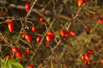 Image showing Rosehips