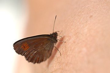 Image showing Butterfly on skin