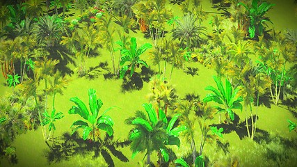 Image showing Lush vegetation in jungle