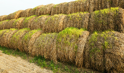 Image showing the sprouted wheat 