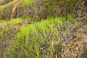 Image showing the sprouted wheat 