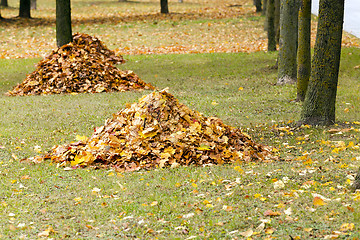 Image showing the fallen-down foliage  