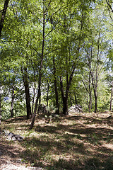 Image showing forest glade . trees 