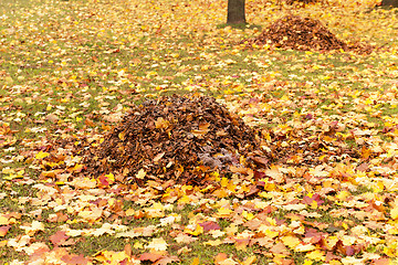 Image showing foliage of trees  