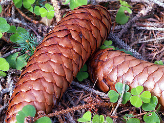 Image showing fir cones