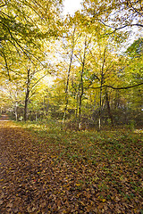 Image showing trees in the fall  