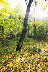 Image showing the autumn wood  