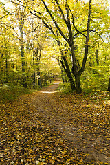 Image showing the autumn wood  