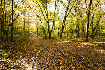 Image showing the autumn wood  