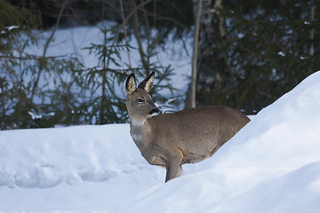 Image showing roe deer in snow