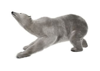 Image showing Polar Bear on White