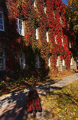 Image showing red ivy on a building  